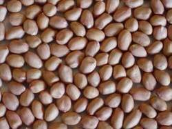 Ground Nut Seeds